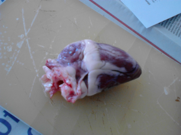 WE DID HEART DISSECTIONS IN MY SCIENCE CLASSES! I'd never done this ever before, not even in my GCSE Biology classes so it was quite an experience. We did it in 4 classes, 3 of which were on the same day so I was feeling a bit woozy afterwards! I was debating whether or not to include a picture but it's all part of the experience so I decided not to hold anything back! It was quite surprising that I was allowed to take pictures in the class anyway, even of the students with their animal organs who asked me to bluetooth the photos to them after class. Hmm.